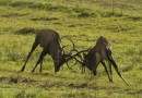 Red Deer ©  V.Pochekanski